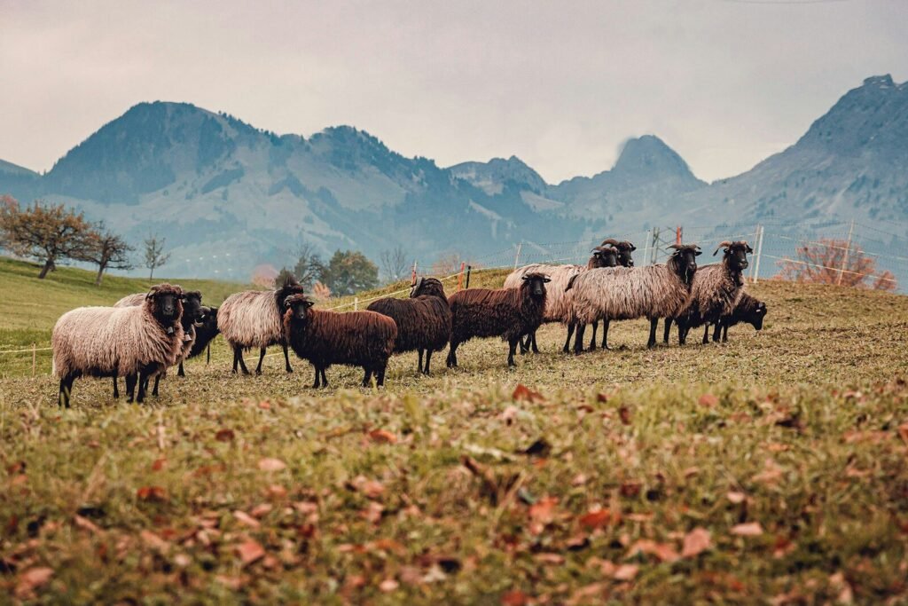 Assurance pour ferme animale