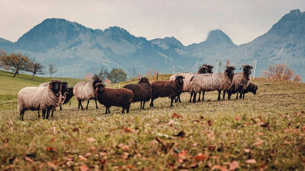 Assurance pour ferme animale
