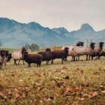 Assurance pour ferme animale