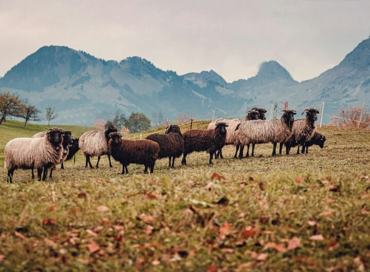 Assurance pour ferme animale