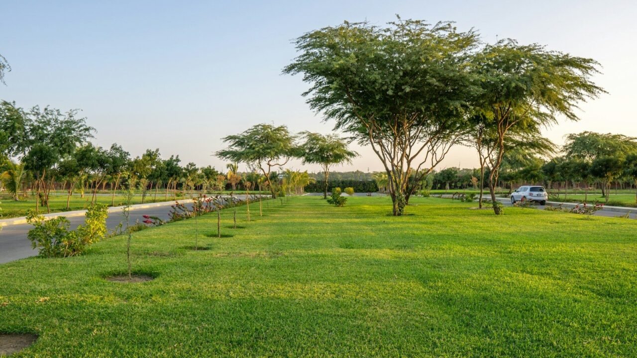 green grass field with trees under blue sky during daytime