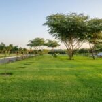green grass field with trees under blue sky during daytime