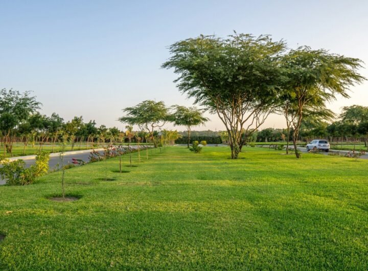 green grass field with trees under blue sky during daytime