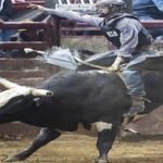 rodéo et cow-boy