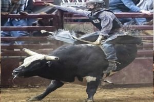 rodéo et cow-boy