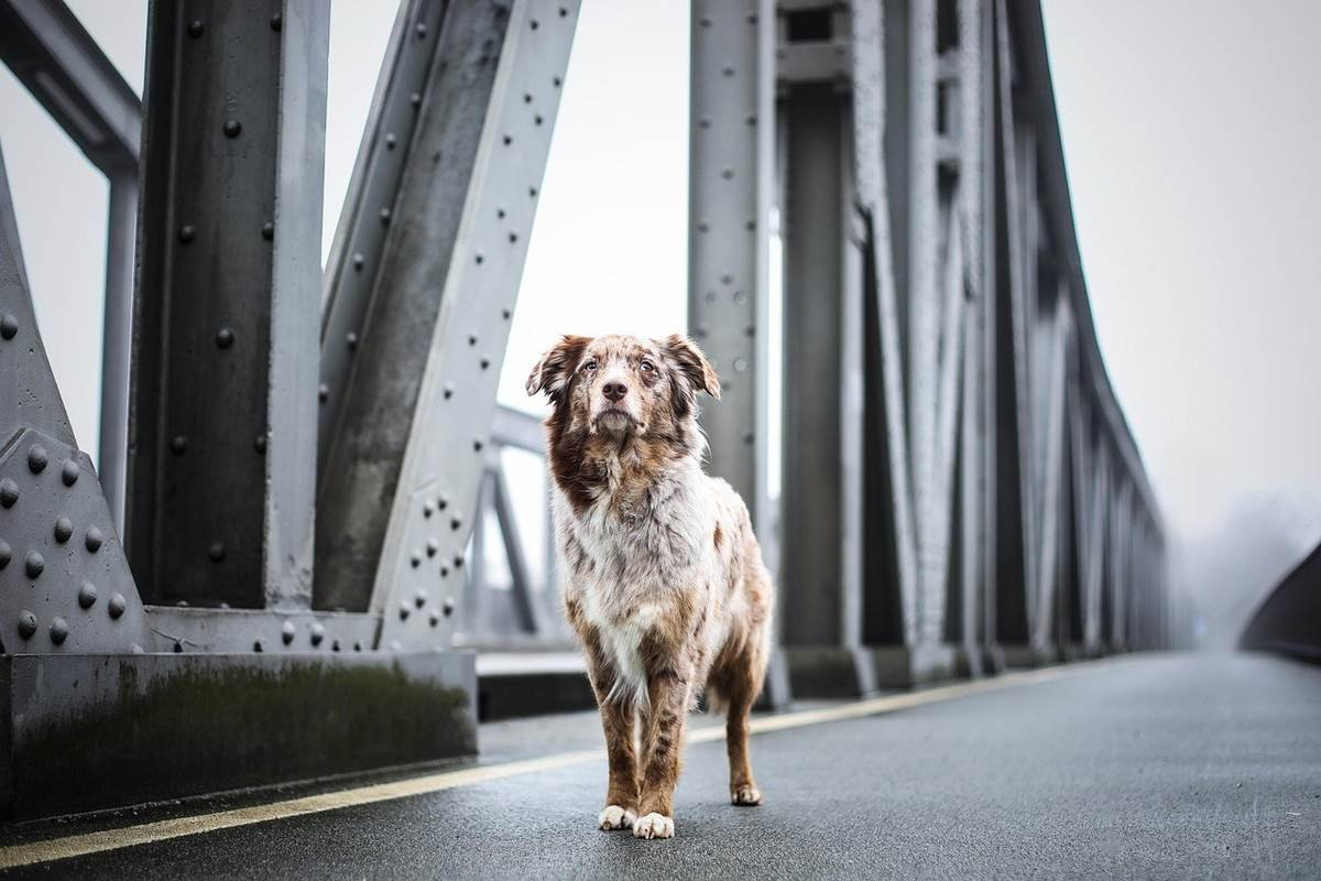 Chien sur une passerelle métallique, colonne, route, ciel gris, météo pluvieuse Chien sur une passerelle métallique, colonne, route, ciel gris, météo pluvieuse